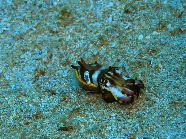 Amazing Mysterious Underwater World Indonesia North Sulawesi Manado Colored Cuttlefish — Stock Photo, Image