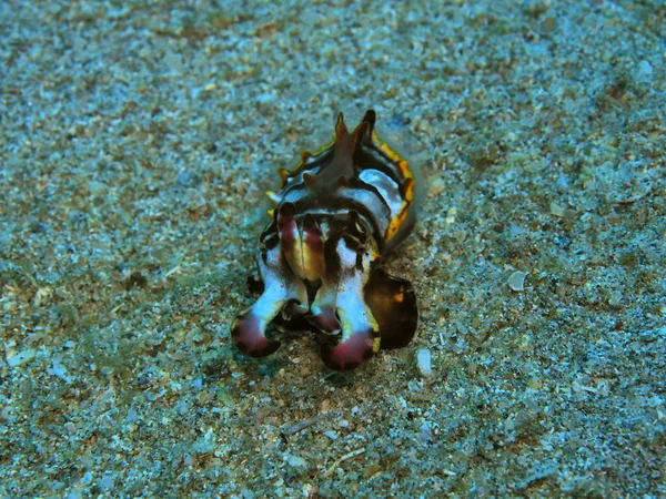 Verbazingwekkende Mysterieuze Onderwaterwereld Van Indonesië Noord Sulawesi Manado Gekleurde Inktvis — Stockfoto