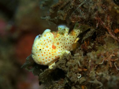 Endonezya, Kuzey Sulawesi, Manado, Kurbağa Balığı 'nın inanılmaz ve gizemli sualtı dünyası.