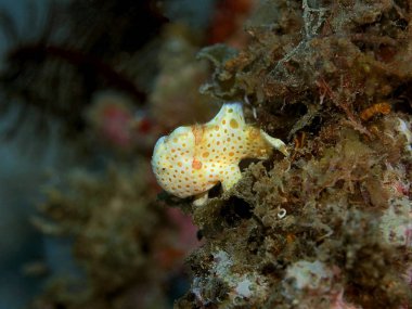 Endonezya, Kuzey Sulawesi, Manado, Kurbağa Balığı 'nın inanılmaz ve gizemli sualtı dünyası.