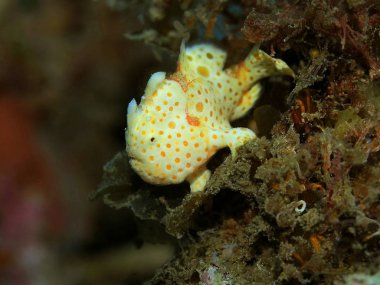 Endonezya, Kuzey Sulawesi, Manado, Kurbağa Balığı 'nın inanılmaz ve gizemli sualtı dünyası.