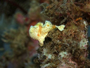 Endonezya, Kuzey Sulawesi, Manado, Kurbağa Balığı 'nın inanılmaz ve gizemli sualtı dünyası.