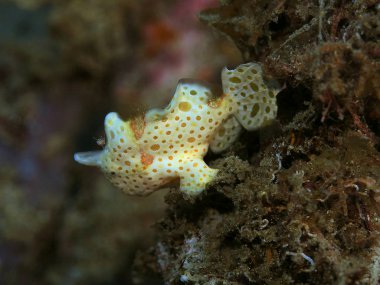 Endonezya, Kuzey Sulawesi, Manado, Kurbağa Balığı 'nın inanılmaz ve gizemli sualtı dünyası.