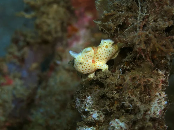 Amazing Mysterious Underwater World Indonesia North Sulawesi Manado Frog Fish — Stock fotografie