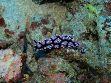 Endonezya 'nın, Kuzey Sulawesi' nin, Manado 'nun, deniz salyangozunun inanılmaz ve gizemli sualtı dünyası.