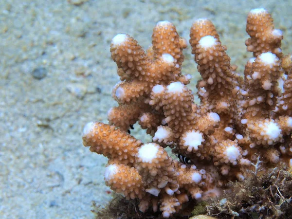 Amazing Mysterious Underwater World Indonesia North Sulawesi Manado Stone Coral — Stockfoto