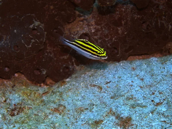 Increíble Misterioso Mundo Submarino Indonesia Sulawesi Del Norte Manado Peces — Foto de Stock