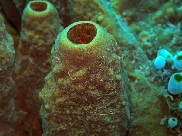 印度尼西亚令人惊奇而神秘的水下世界北苏拉威西马纳多海绵体 — 图库照片