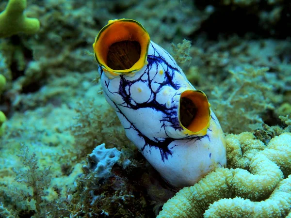 Úžasný Tajemný Podvodní Svět Indonésie Severní Sulawesi Manado Mořské Stříkání — Stock fotografie