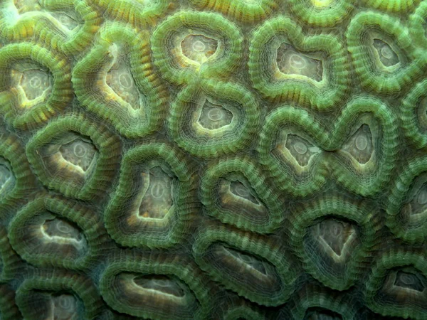 Amazing Mysterious Underwater World Indonesia North Sulawesi Manado Stone Coral ストック画像