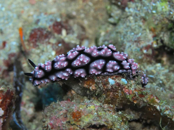 Incredibile Misterioso Mondo Sottomarino Indonesia Nord Sulawesi Manado Lumaca Mare — Foto Stock