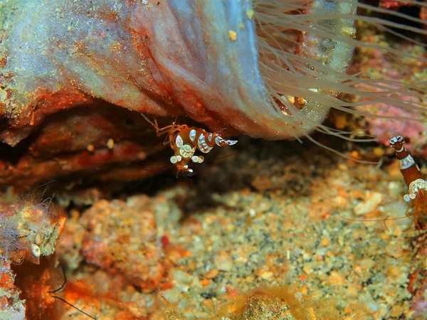 Monde Sous Marin Étonnant Mystérieux Indonésie Sulawesi Nord Manado Crevettes — Photo