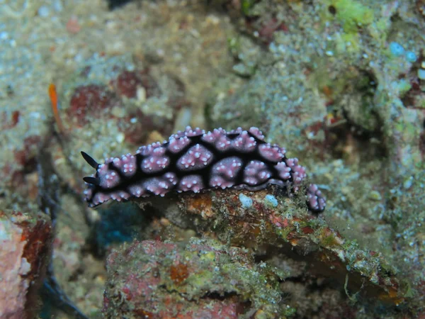 Amazing Mysterious Underwater World Indonesia North Sulawesi Manado Sea Slug — Stockfoto