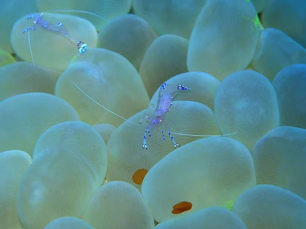 Increíble Misterioso Mundo Submarino Indonesia Sulawesi Del Norte Manado Camarones — Foto de Stock