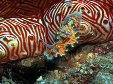 The amazing and mysterious underwater world of Indonesia, North Sulawesi, Manado, sea slug on cucumber