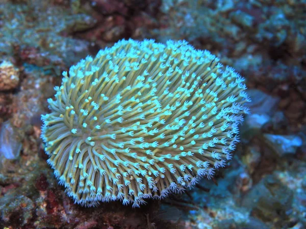 Niesamowity Tajemniczy Podwodny Świat Indonezji Północnego Sulawesi Manado Miękki Koral — Zdjęcie stockowe