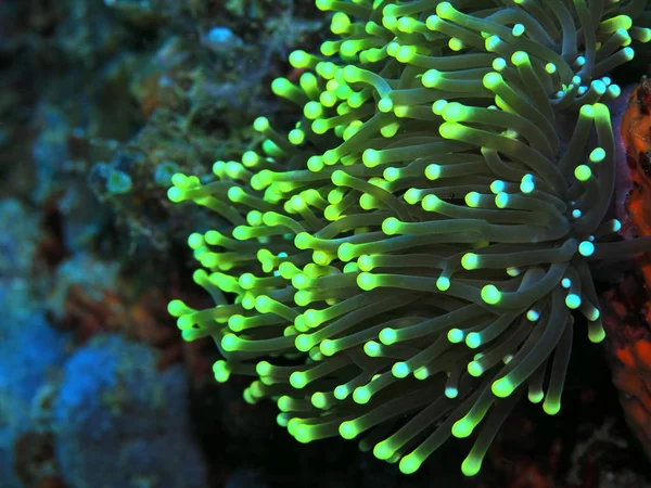 Die Erstaunliche Und Geheimnisvolle Unterwasserwelt Indonesiens Nordsulawesi Manado Seeanemone — Stockfoto