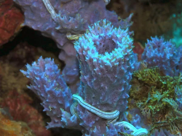 Amazing Mysterious Underwater World Indonesia North Sulawesi Manado Sea Sponge — ストック写真