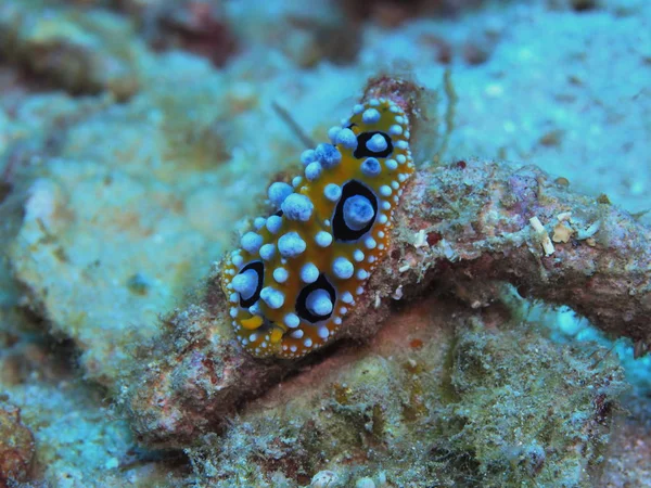 印度尼西亚令人惊奇而神秘的水下世界北苏拉威西马纳多海蛞蝓 — 图库照片