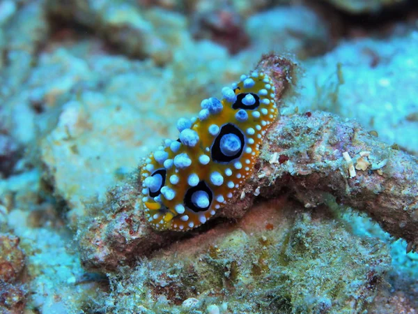 Die Erstaunliche Und Geheimnisvolle Unterwasserwelt Indonesiens Nordsulawesi Manado Meerschnecke — Stockfoto