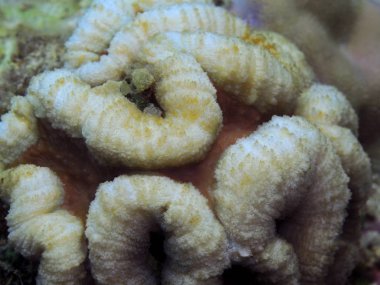 Endonezya 'nın, Kuzey Sulawesi' nin, Manado 'nun inanılmaz ve gizemli sualtı dünyası, taş mercan.