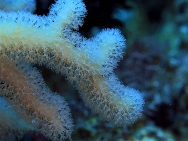 Amazing Mysterious Underwater World Indonesia North Sulawesi Manado Soft Coral — Stock Photo, Image