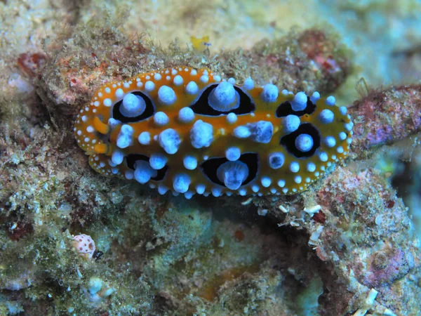 Die Erstaunliche Und Geheimnisvolle Unterwasserwelt Indonesiens Nordsulawesi Manado Meerschnecke — Stockfoto