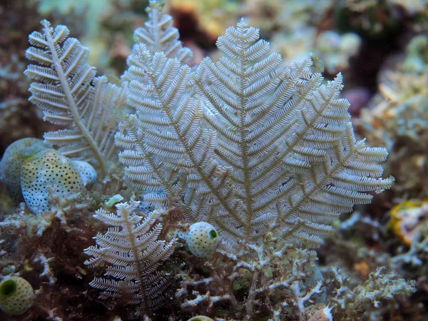 Den Fantastiska Och Mystiska Undervattensvärlden Indonesien North Sulawesi Manado Hydrozoan — Stockfoto