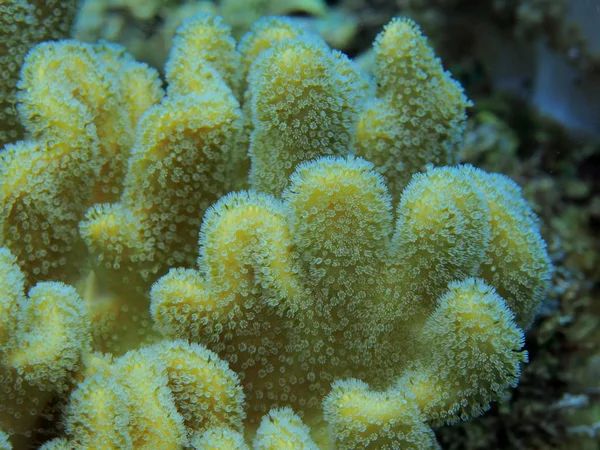 Meraviglioso Misterioso Mondo Sottomarino Indonesia Nord Sulawesi Manado Corallo Molle — Foto Stock