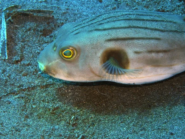 Verbazingwekkende Mysterieuze Onderwaterwereld Van Indonesië Noord Sulawesi Manado Boxvis — Stockfoto