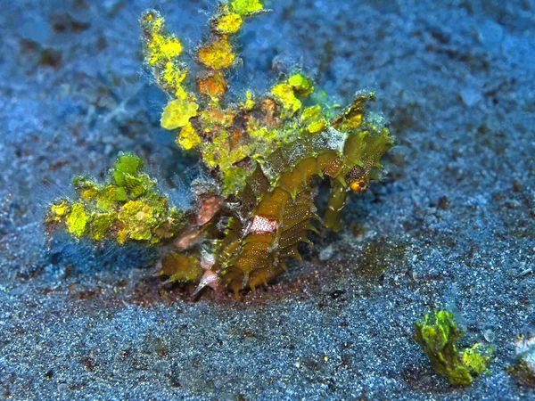 Incrível Misterioso Mundo Subaquático Indonésia North Sulawesi Manado Cavalo Marinho — Fotografia de Stock