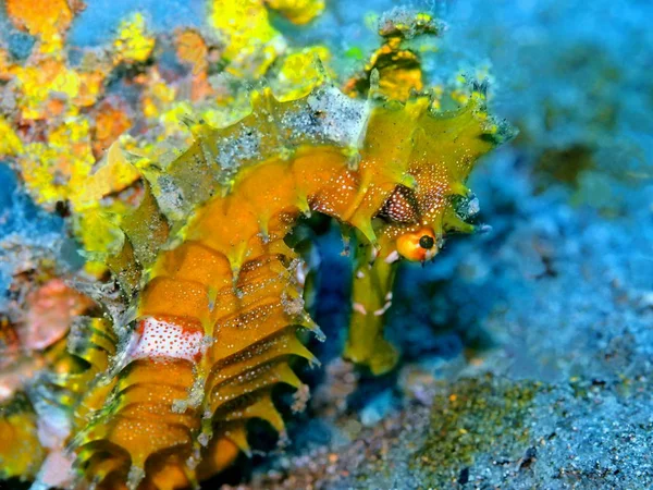 Amazing Mysterious Underwater World Indonesia North Sulawesi Manado Seahorse — Stock Photo, Image