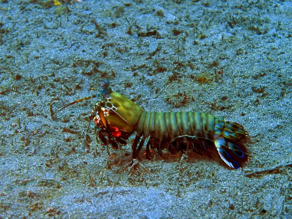 Verbazingwekkende Mysterieuze Onderwaterwereld Van Indonesië Noord Sulawesi Manado Mantis Garnalen — Stockfoto