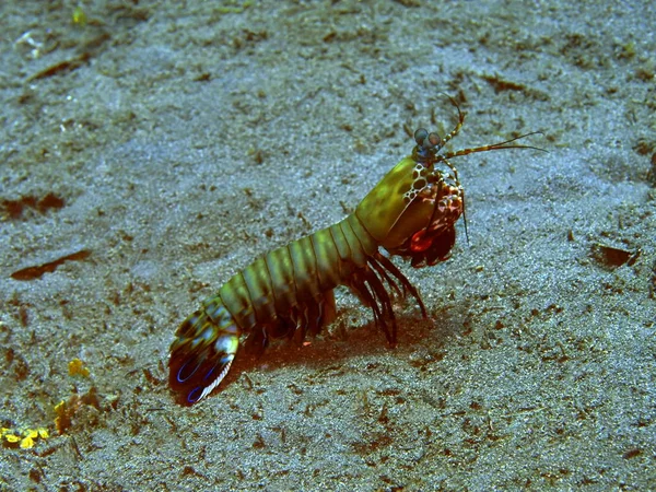 Amazing Mysterious Underwater World Indonesia North Sulawesi Manado Mantis Shrimp — ストック写真