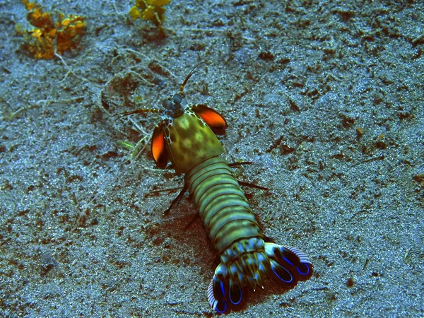 Die Erstaunliche Und Geheimnisvolle Unterwasserwelt Indonesiens Nordsulawesi Manado Mantis Garnelen — Stockfoto