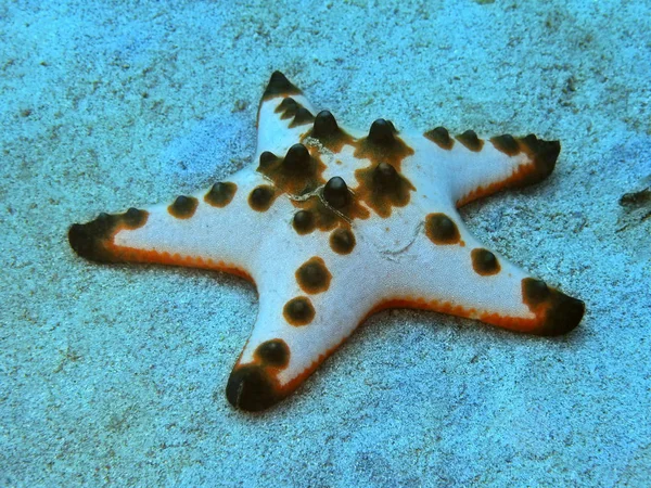 Endonezya Nın Kuzey Sulawesi Nin Manado Nun Deniz Yıldızlarının Inanılmaz — Stok fotoğraf