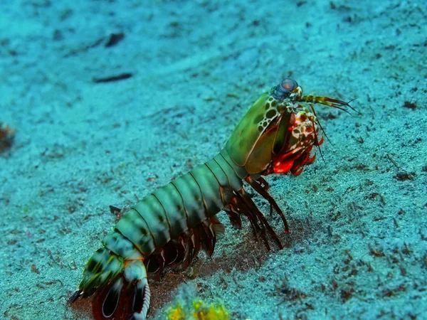 Verbazingwekkende Mysterieuze Onderwaterwereld Van Indonesië Noord Sulawesi Manado Mantis Garnalen Stockfoto