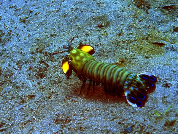 Verbazingwekkende Mysterieuze Onderwaterwereld Van Indonesië Noord Sulawesi Manado Mantis Garnalen Rechtenvrije Stockfoto's