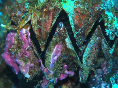 Endonezya 'nın şaşırtıcı ve gizemli sualtı dünyası, Kuzey Sulawesi, Manado, midye