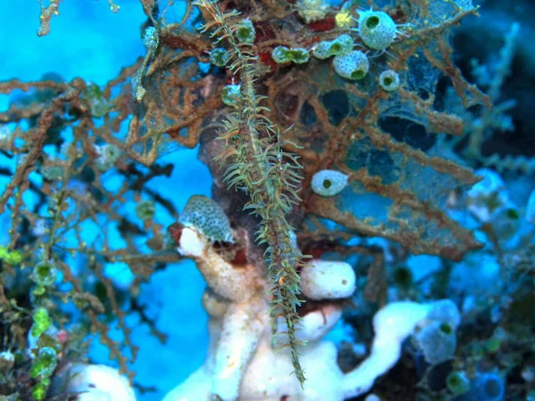 Amazing Mysterious Underwater World Indonesia North Sulawesi Manado Seahorse — Stock Photo, Image