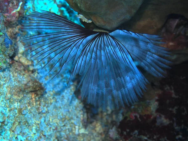 Endonezya Kuzey Sulawesi Manado Tüp Solucanlarının Inanılmaz Gizemli Sualtı Dünyası — Stok fotoğraf