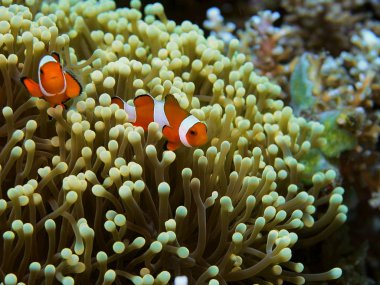 The amazing and mysterious underwater world of Indonesia, North Sulawesi, Manado, clownfish