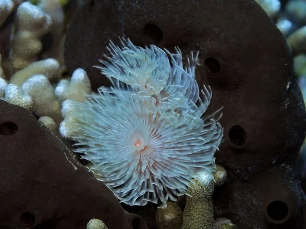 The amazing and mysterious underwater world of Indonesia, North Sulawesi, Manado, tube worm