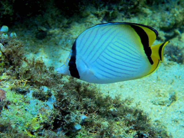 Increíble Misterioso Mundo Submarino Indonesia Sulawesi Del Norte Manado Peces — Foto de Stock