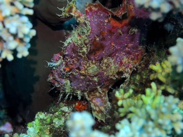 Die Erstaunliche Und Geheimnisvolle Unterwasserwelt Indonesiens Nordsulawesi Manado Froschfischkopf — Stockfoto