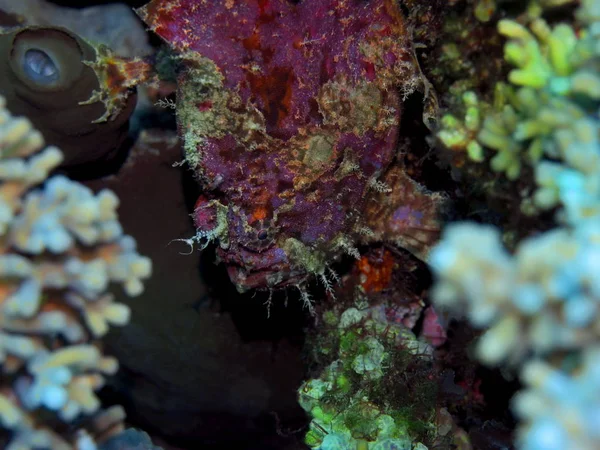 Удивительный Загадочный Подводный Мир Индонезии Северный Сулавеси Манадо Голова Лягушки — стоковое фото