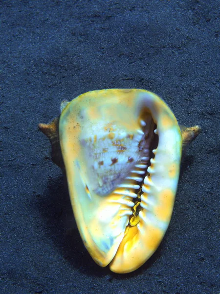 Amazing Mysterious Underwater World Indonesia North Sulawesi Manado Shell Mollusc — Stock Photo, Image