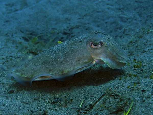 Verbazingwekkende Mysterieuze Onderwaterwereld Van Indonesië Noord Sulawesi Manado Inktvis — Stockfoto