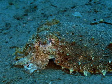 Endonezya 'nın, Kuzey Sulawesi' nin, Manado 'nun, mürekkep balığının inanılmaz ve gizemli sualtı dünyası.