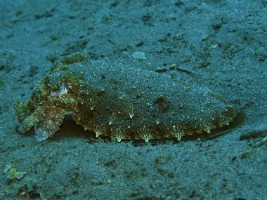 Endonezya 'nın, Kuzey Sulawesi' nin, Manado 'nun, mürekkep balığının inanılmaz ve gizemli sualtı dünyası.